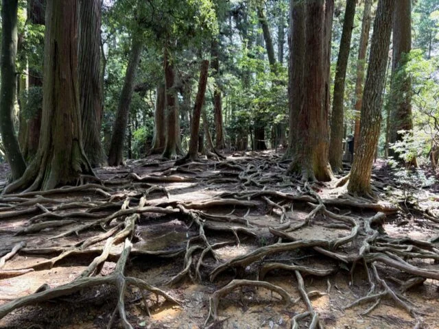 鞍馬寺 貴船神社 徒歩ルート 木の根道のその他15