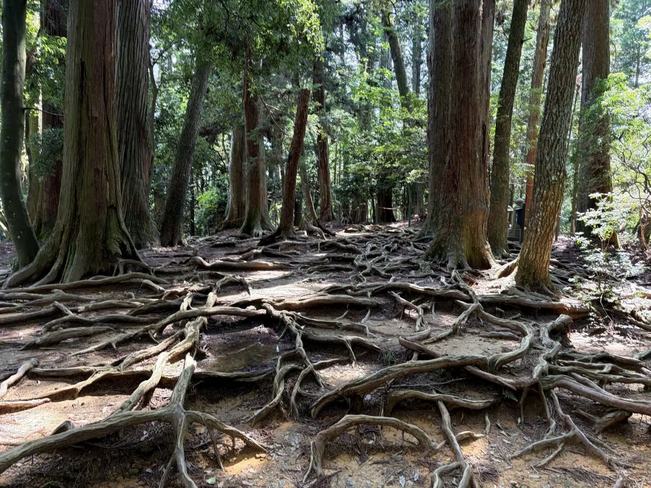 鞍馬寺 貴船神社 徒歩ルート 木の根道のその他15