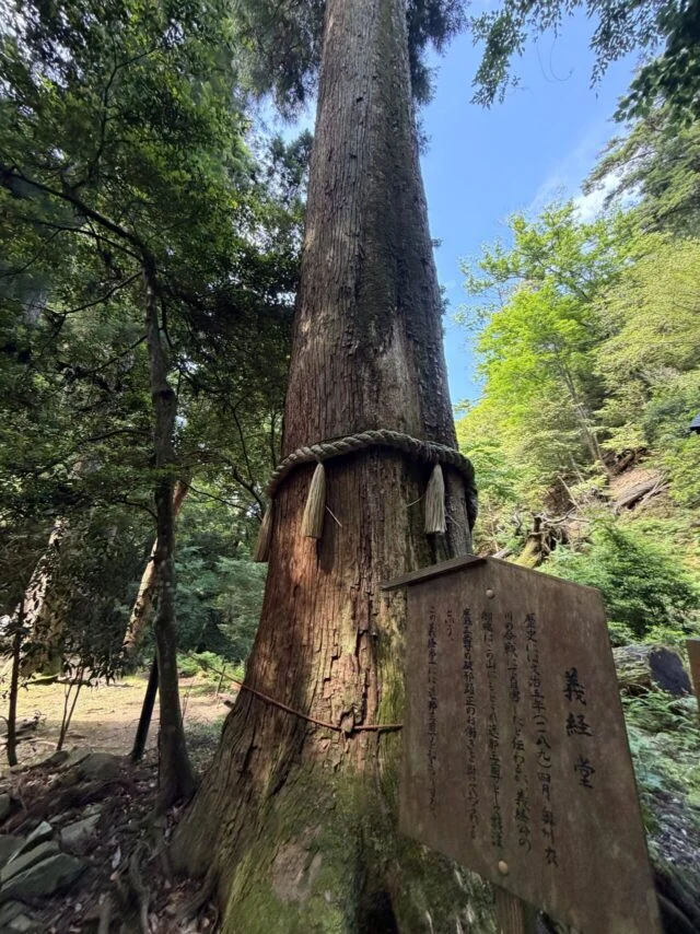 鞍馬寺 貴船神社 徒歩ルート 木の根道のその他19