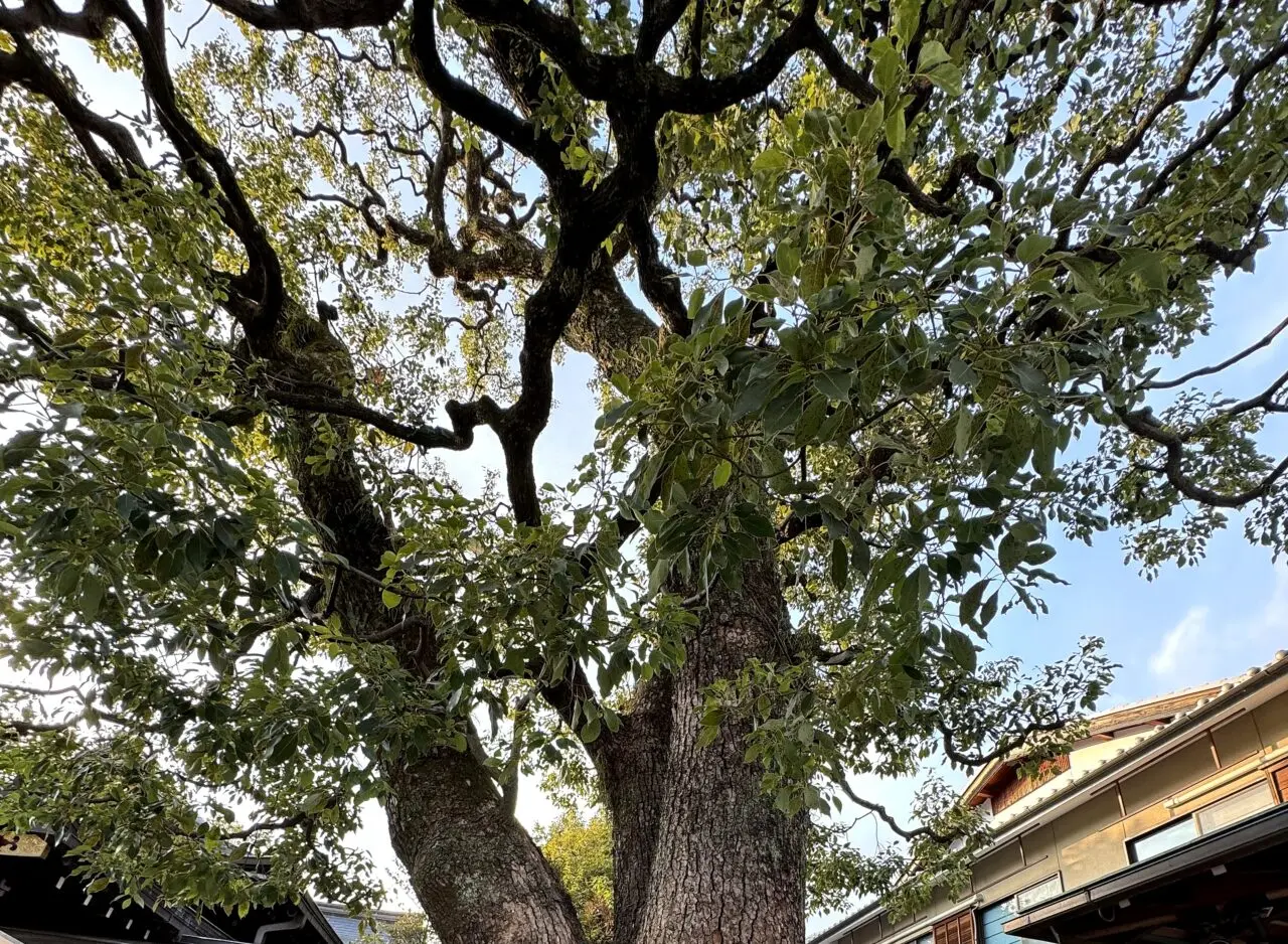 晴明神社の御神木の枝と幹
