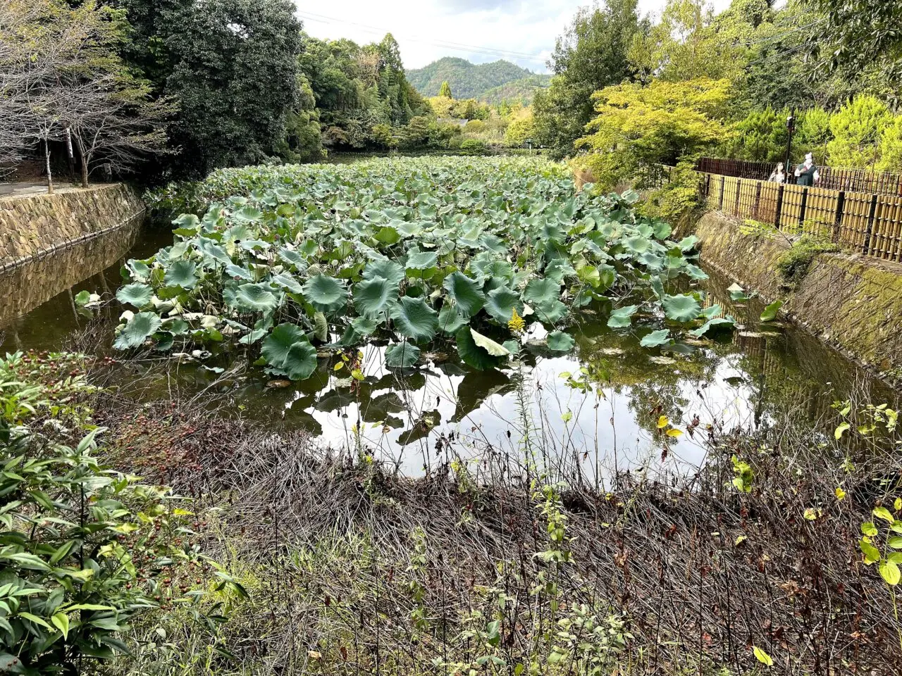 御髪神社前に広がる小倉池と嵯峨野の緑