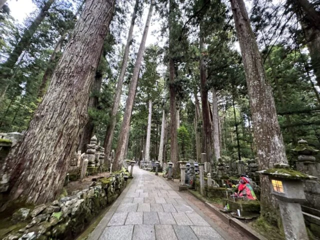 奥之院参道の大きな杉と石畳