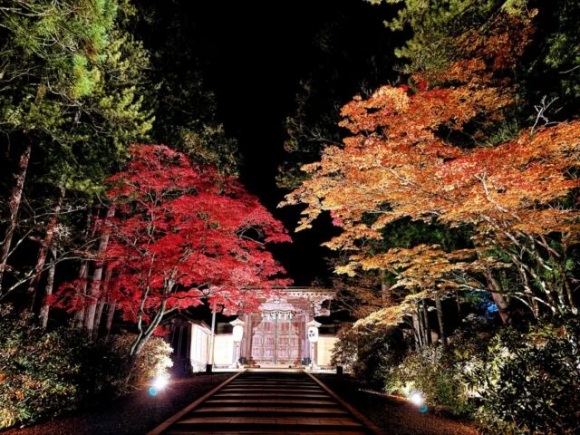 夜の紅葉と参道ライトアップ