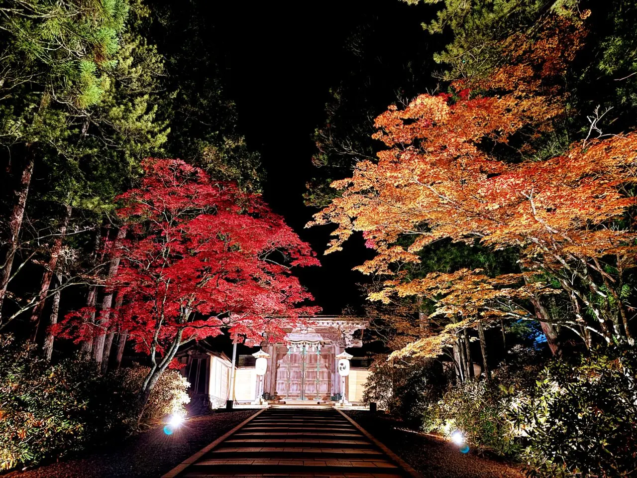 夜の紅葉と参道ライトアップ