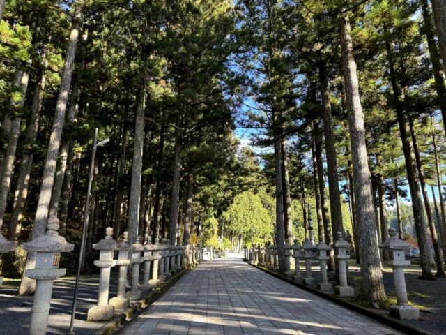 晴天の奥之院参道の杉並木