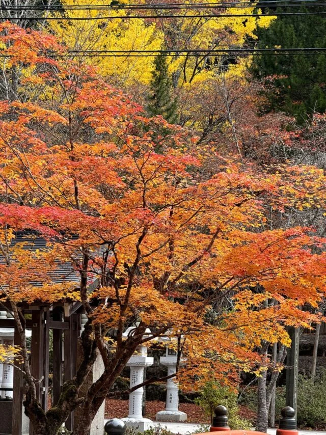 高野山の境内を彩る秋の紅葉