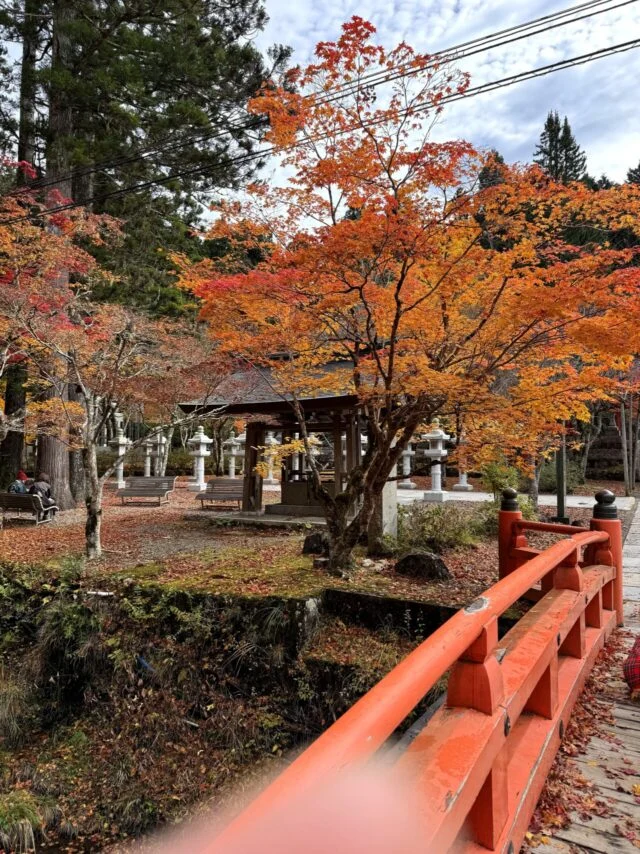橋から見る紅葉と水辺