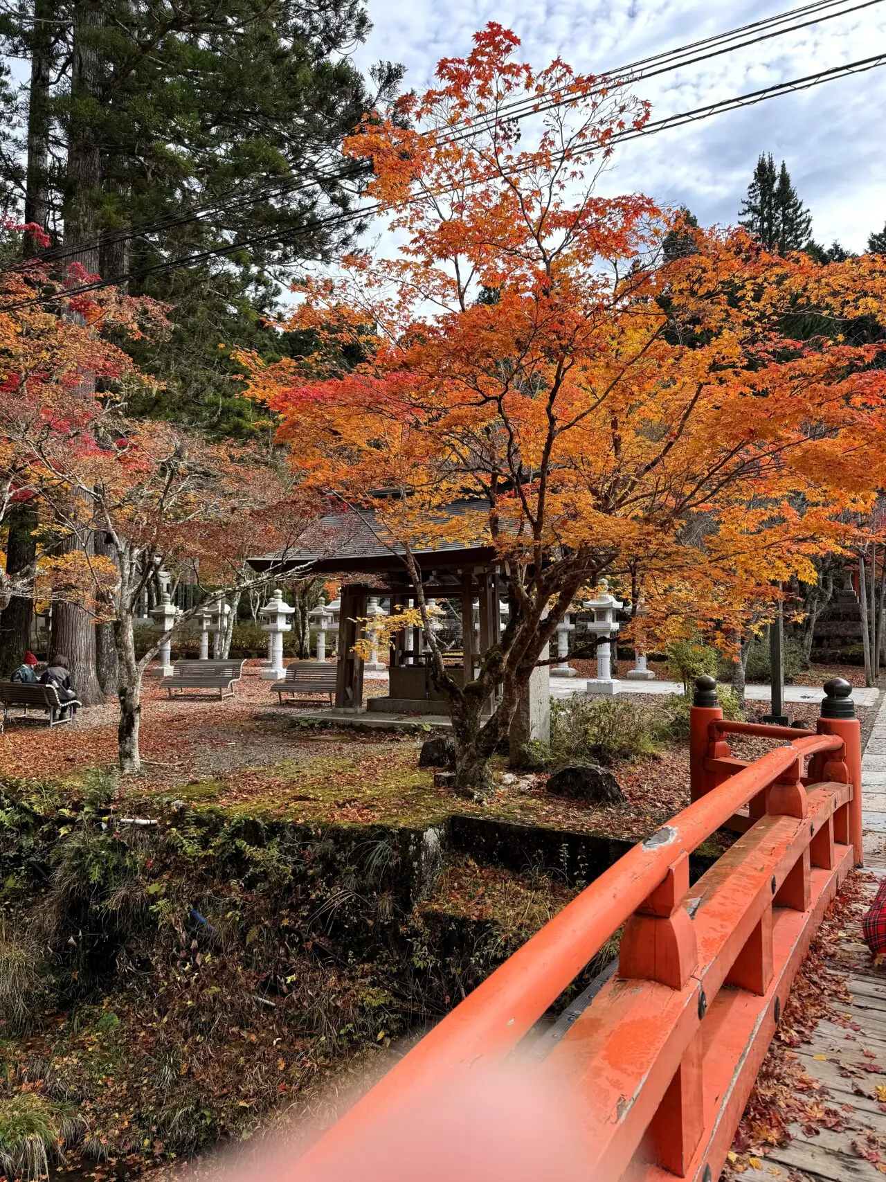橋から見る紅葉と水辺