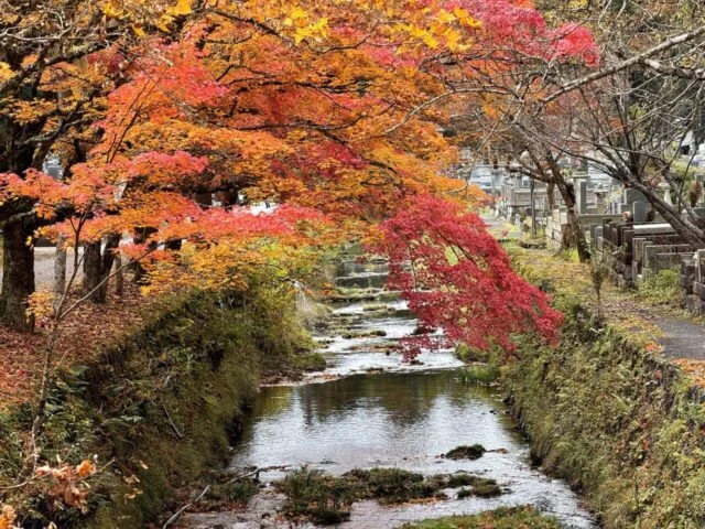 高野山の小川沿いに広がる紅葉