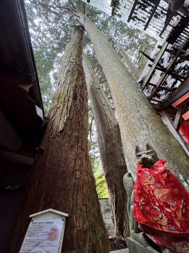 清高稲荷社の御神木を見上げた写真