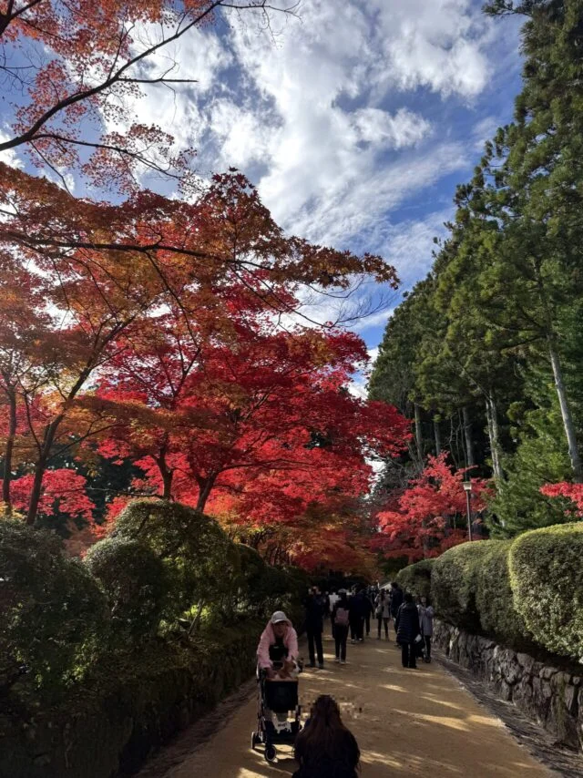 高野山の紅葉の歩道