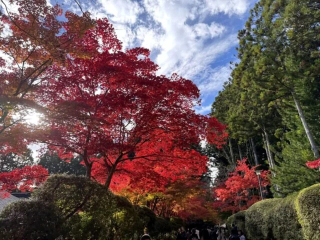 逆光で赤く透ける高野山の紅葉