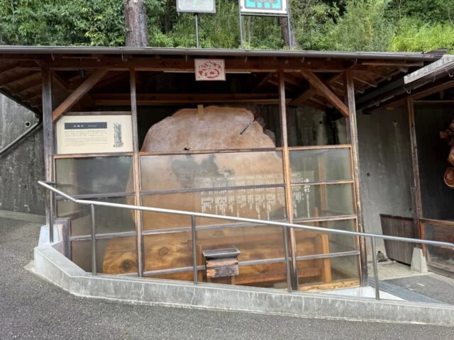 門戸厄神東光寺の法輪杉展示