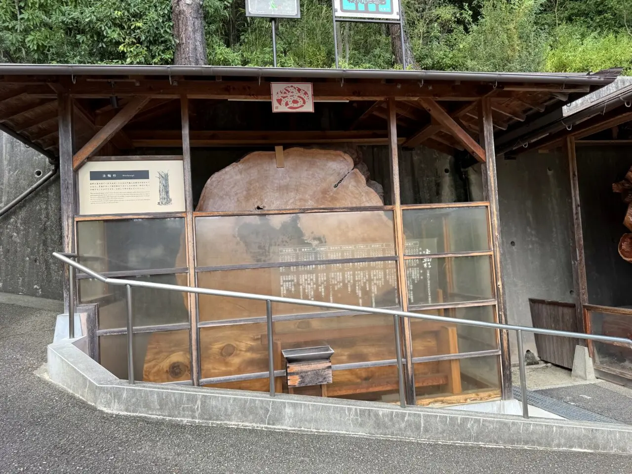 門戸厄神東光寺の法輪杉展示