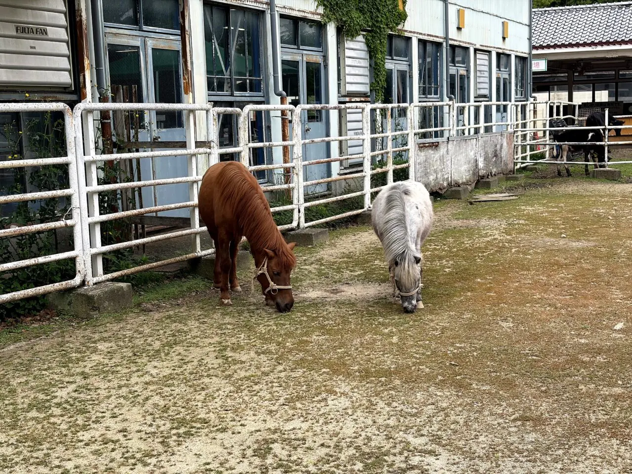 淡路島牧場のその他2