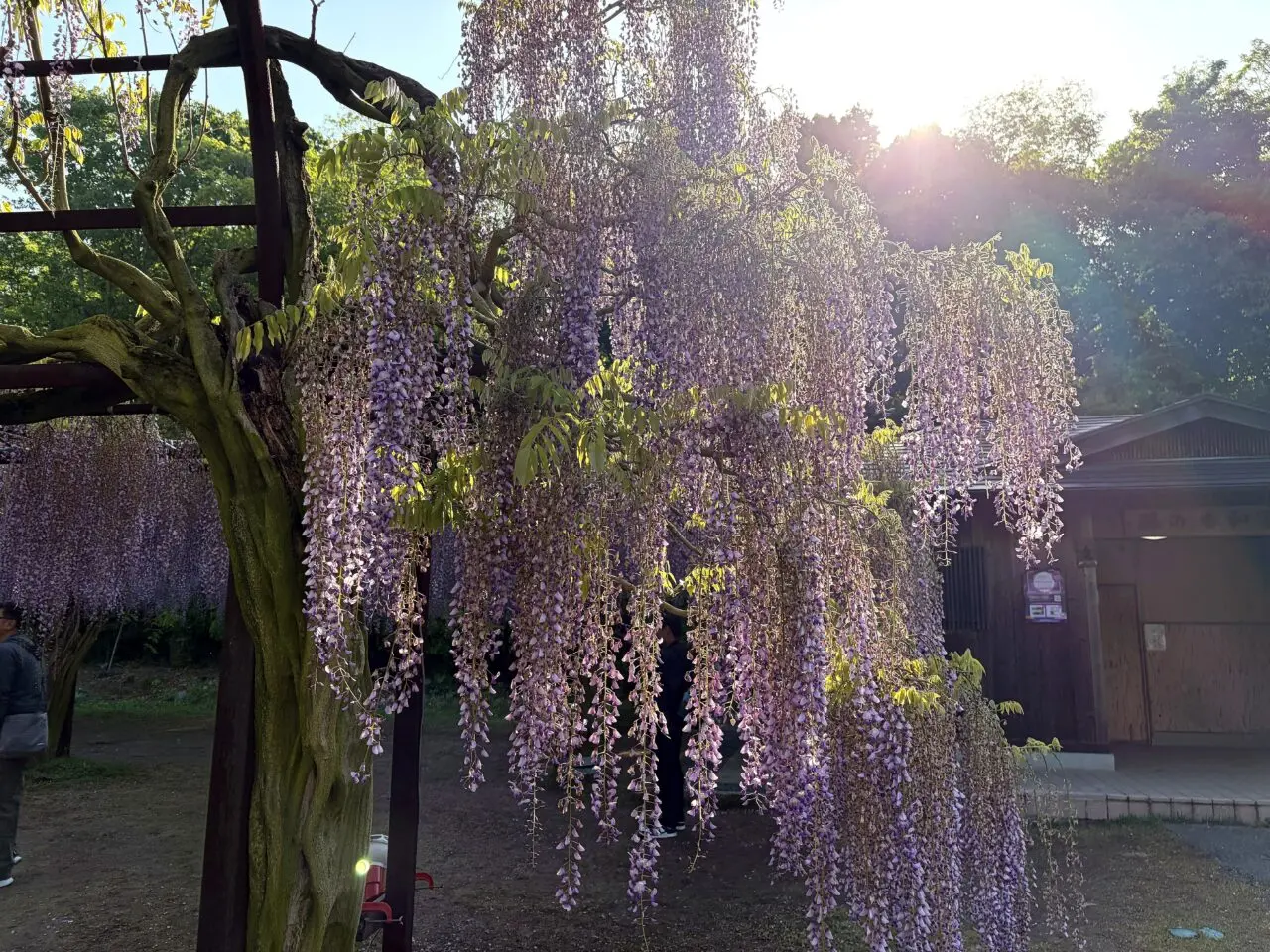 和気町藤公園のその他2