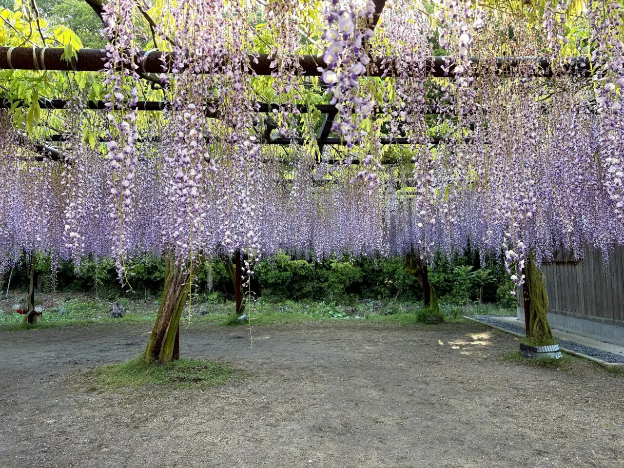 和気町藤公園のその他3