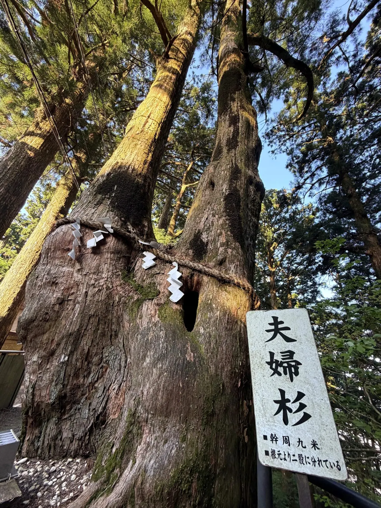 玉置神社の夫婦杉