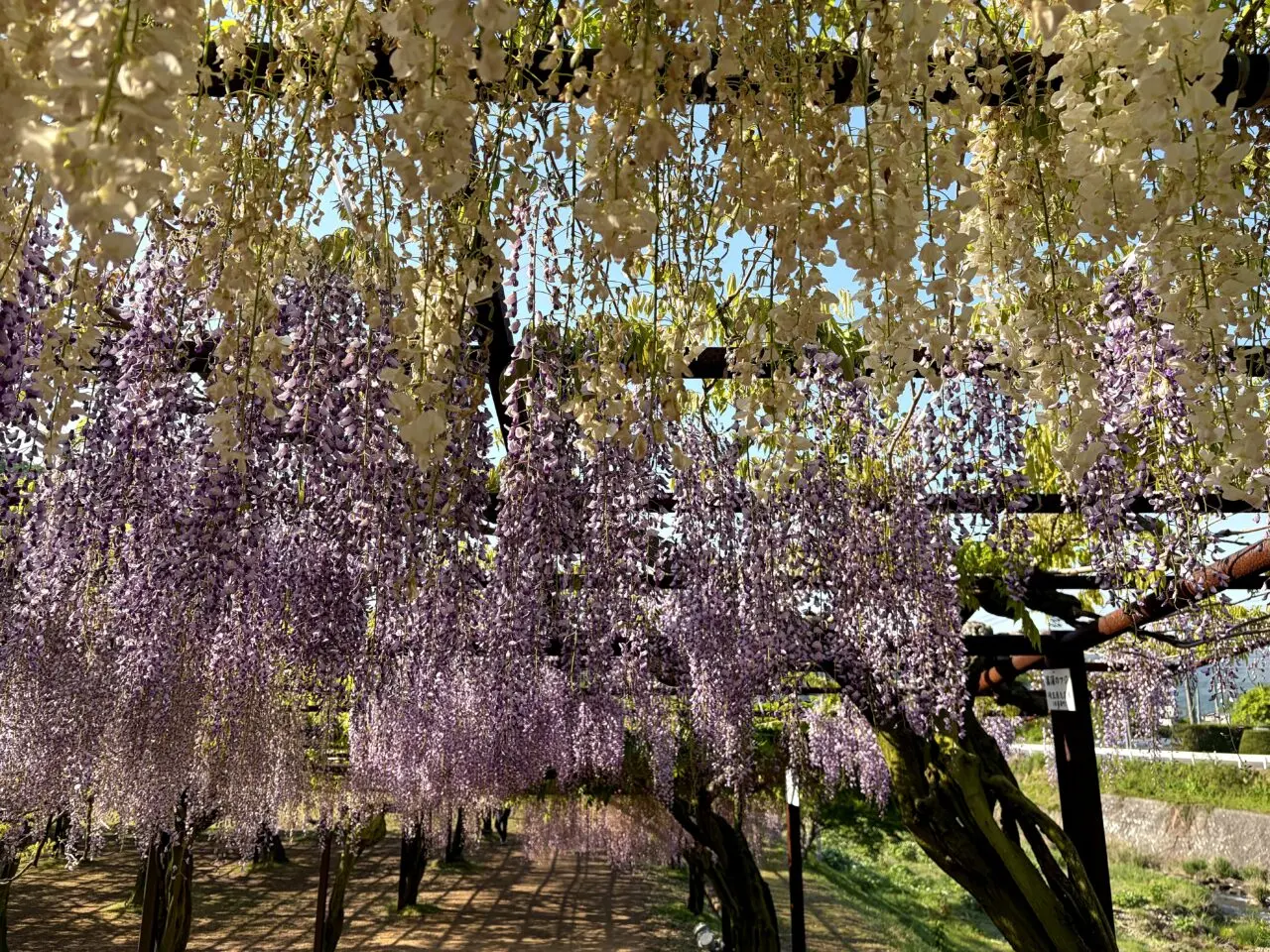 和気町藤公園のその他5