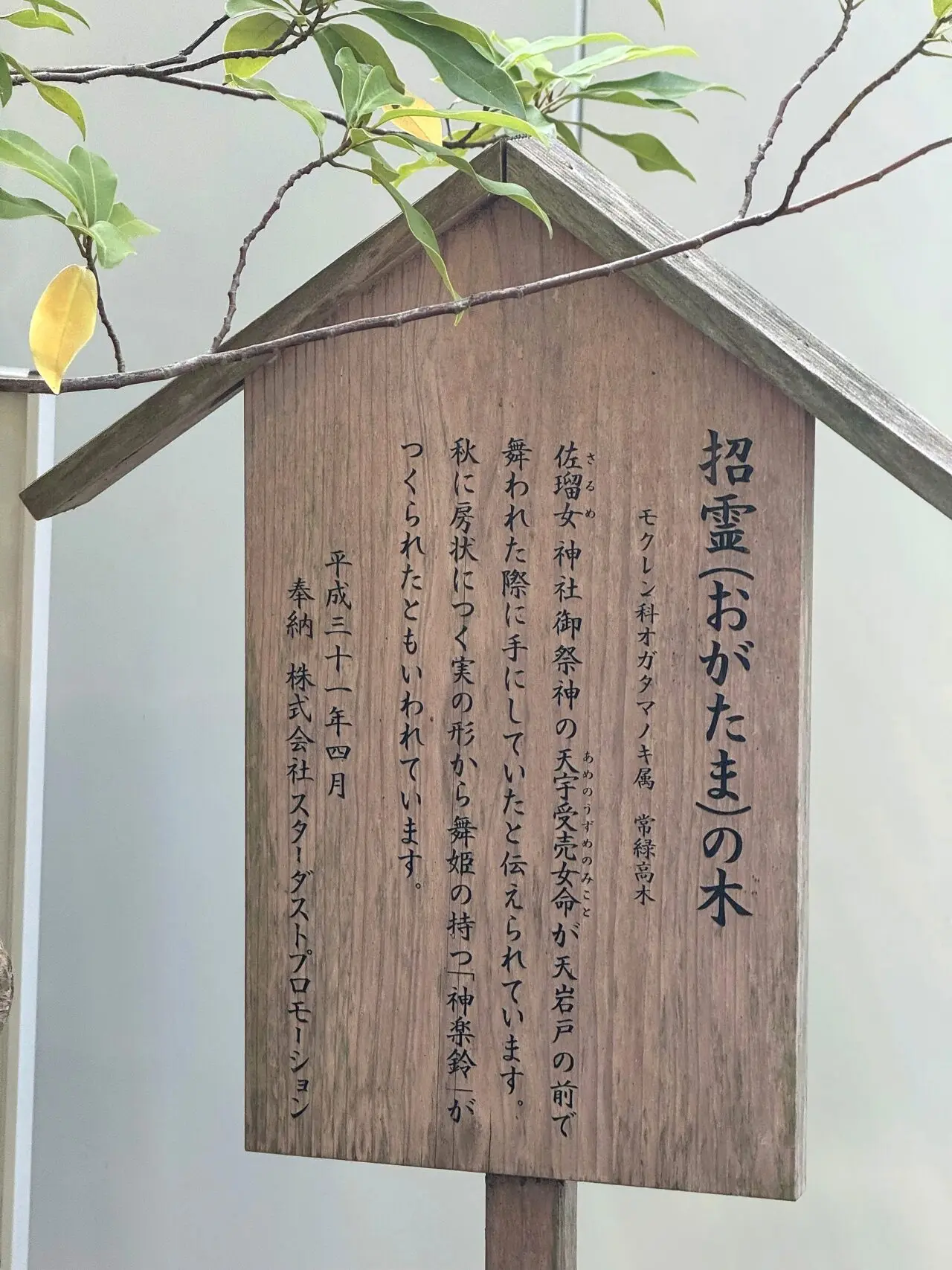 猿田彦神社の招霊おがたまの木案内