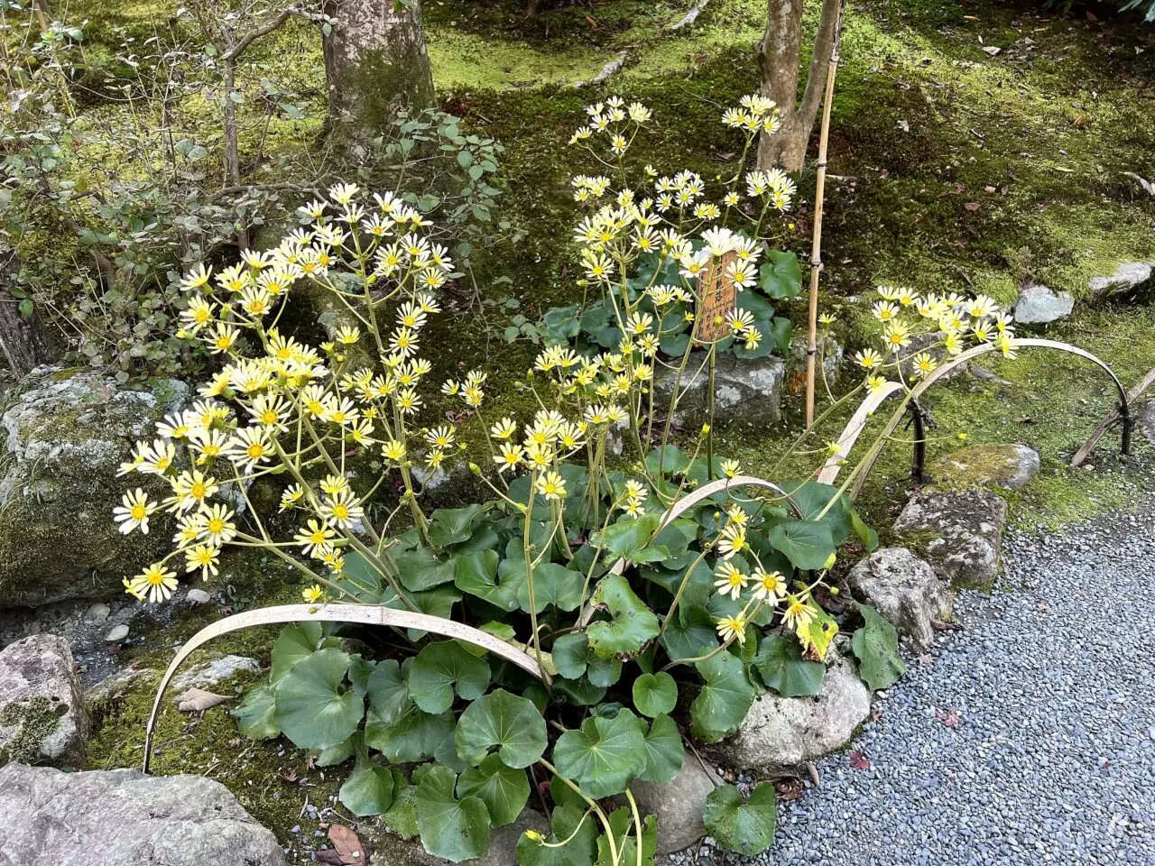 天龍寺のその他6