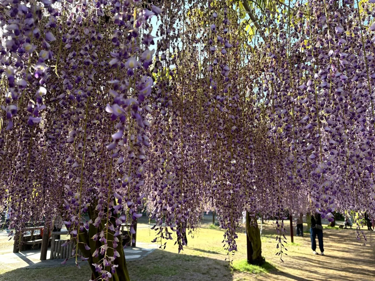 和気町藤公園のその他6
