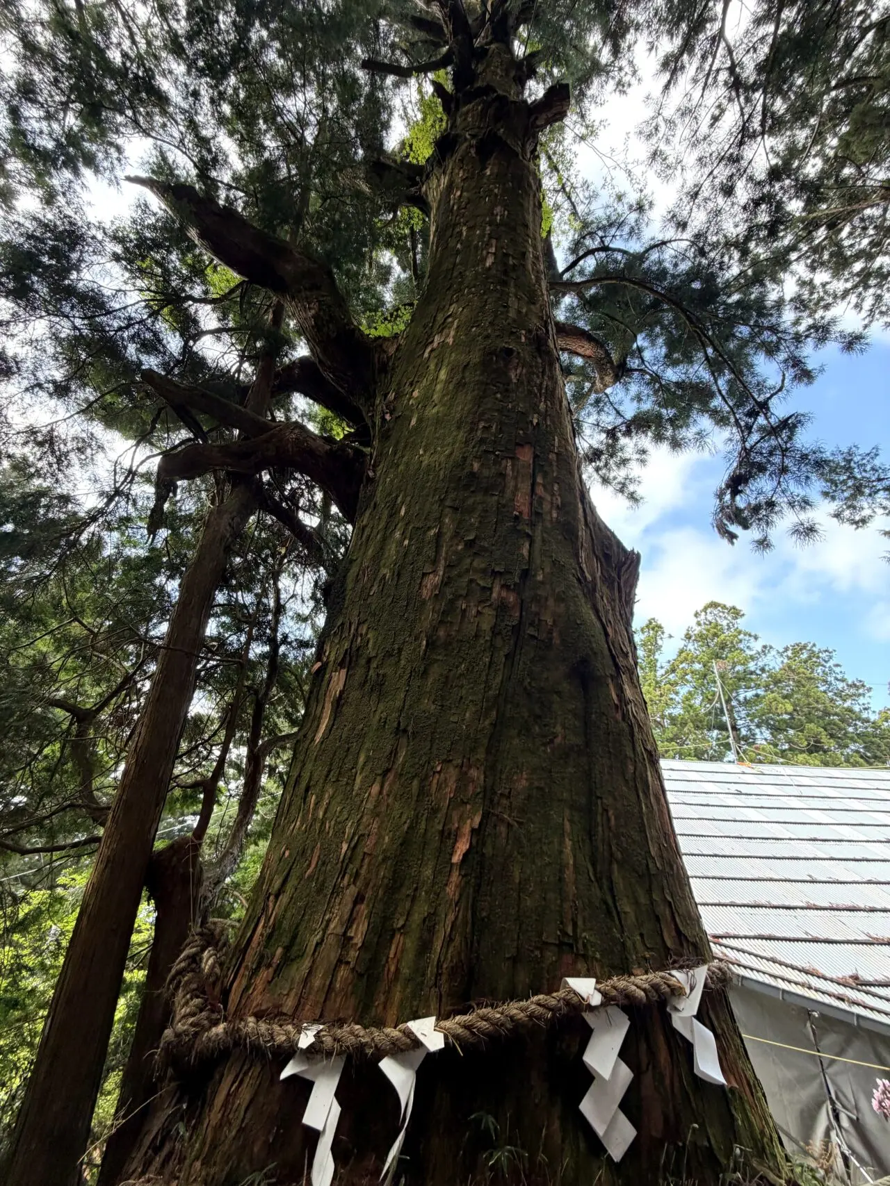 玉置神社境内の大杉を見上げた写真