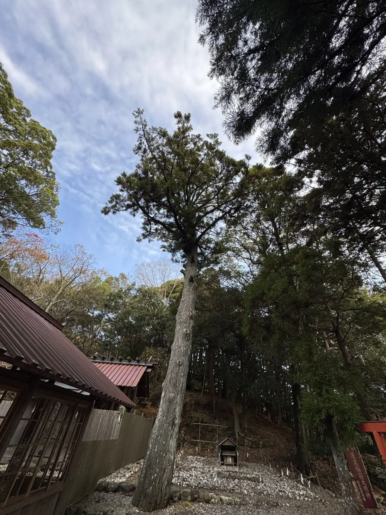 伊勢 宇治神社境内の木立
