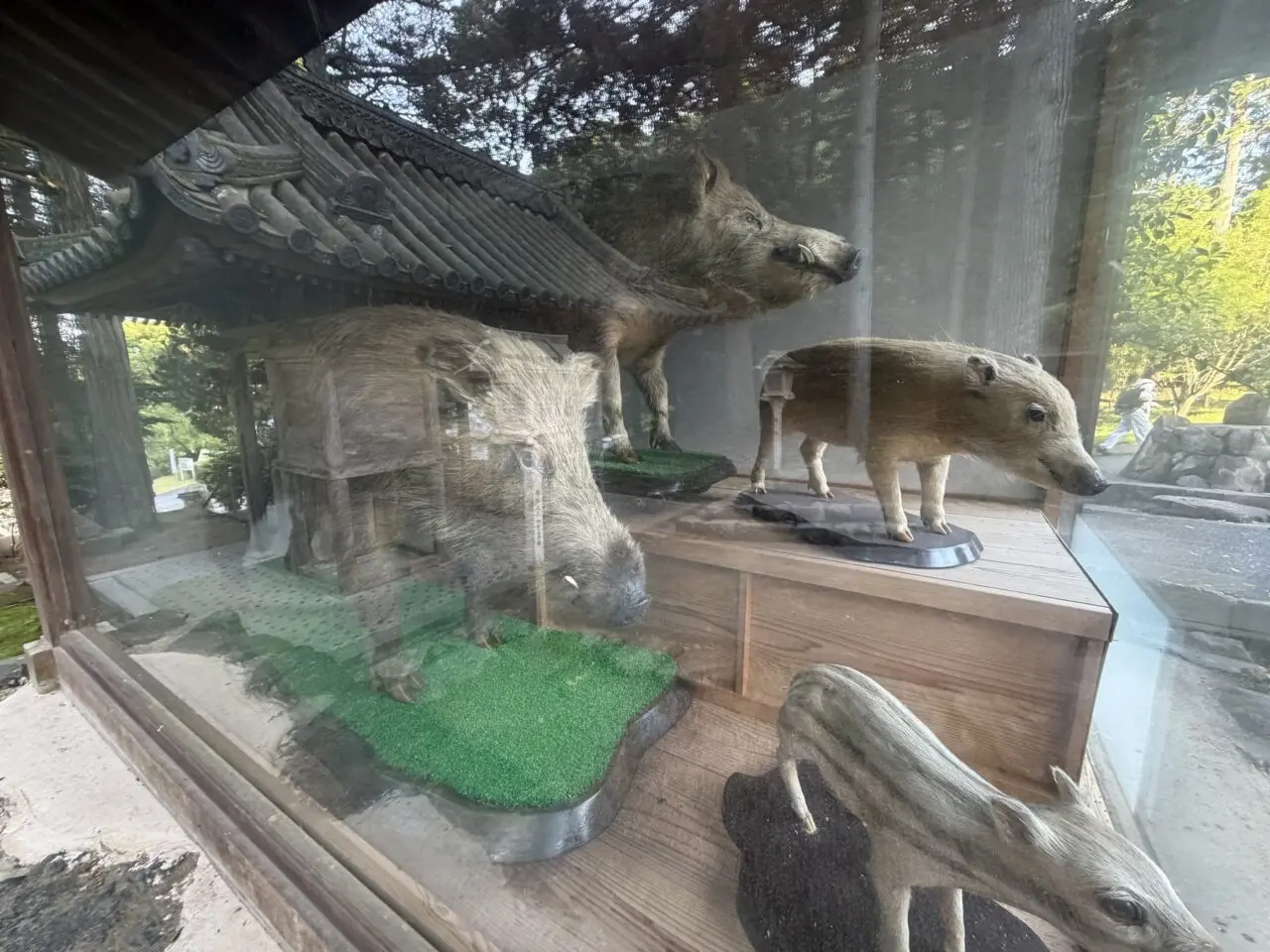 和気神社大猪殿の猪展示