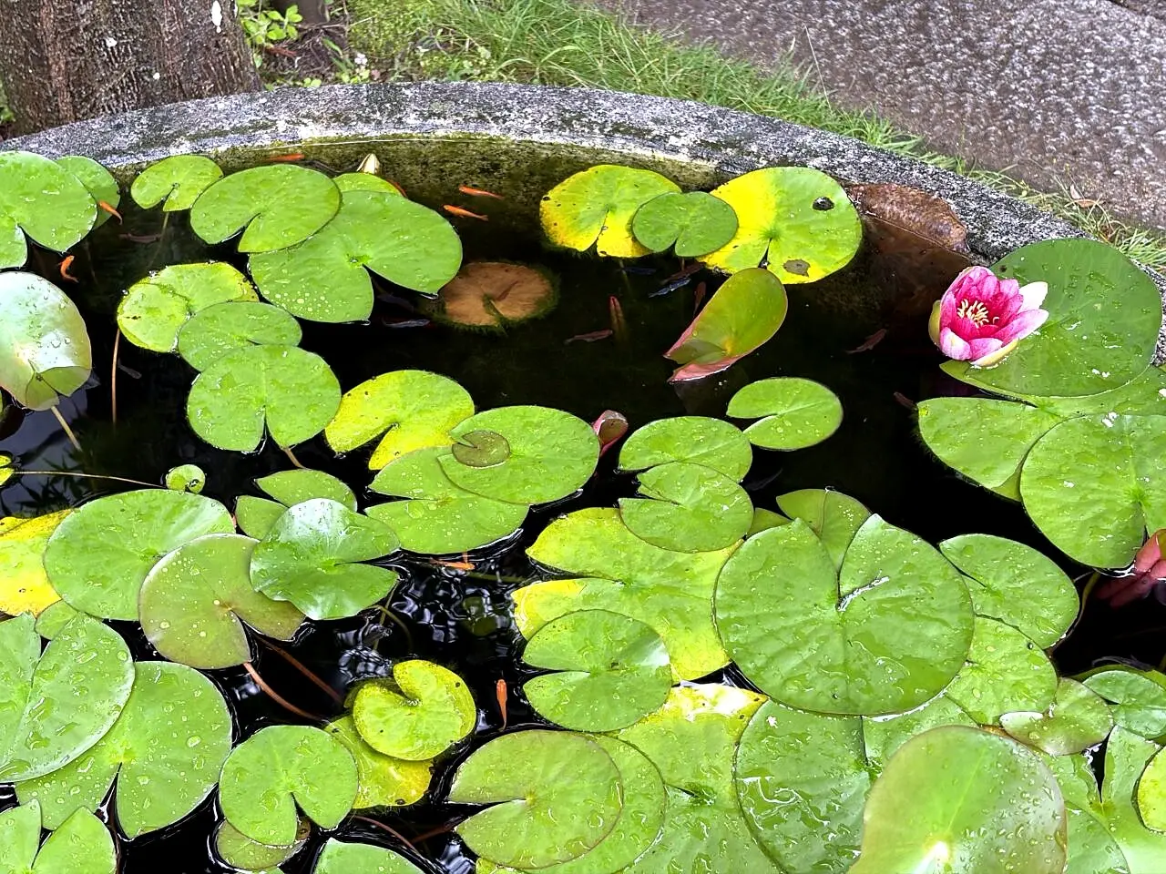 夢鮮館周辺の水鉢と水生植物