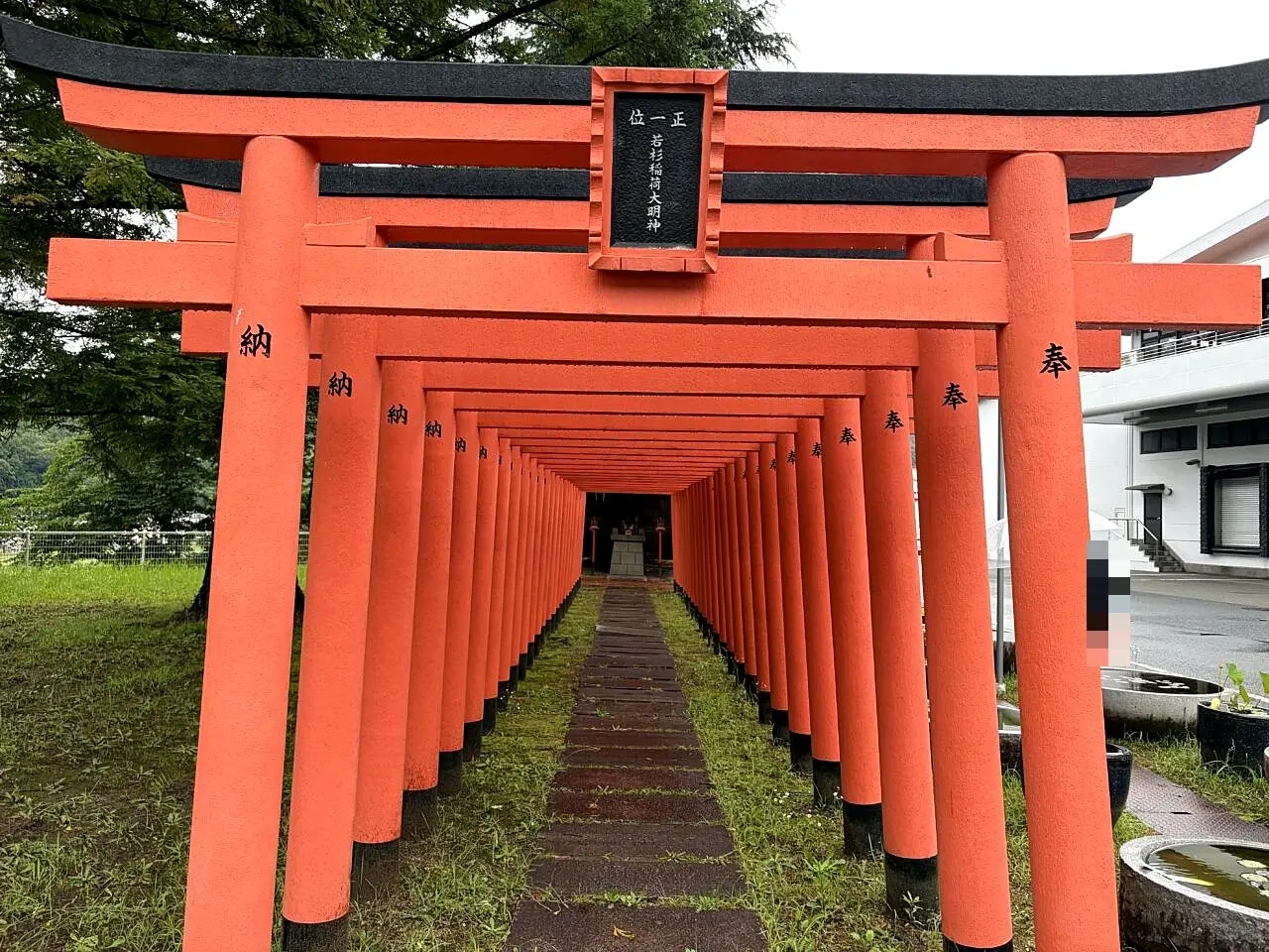 若杉稲荷大明神の赤い鳥居