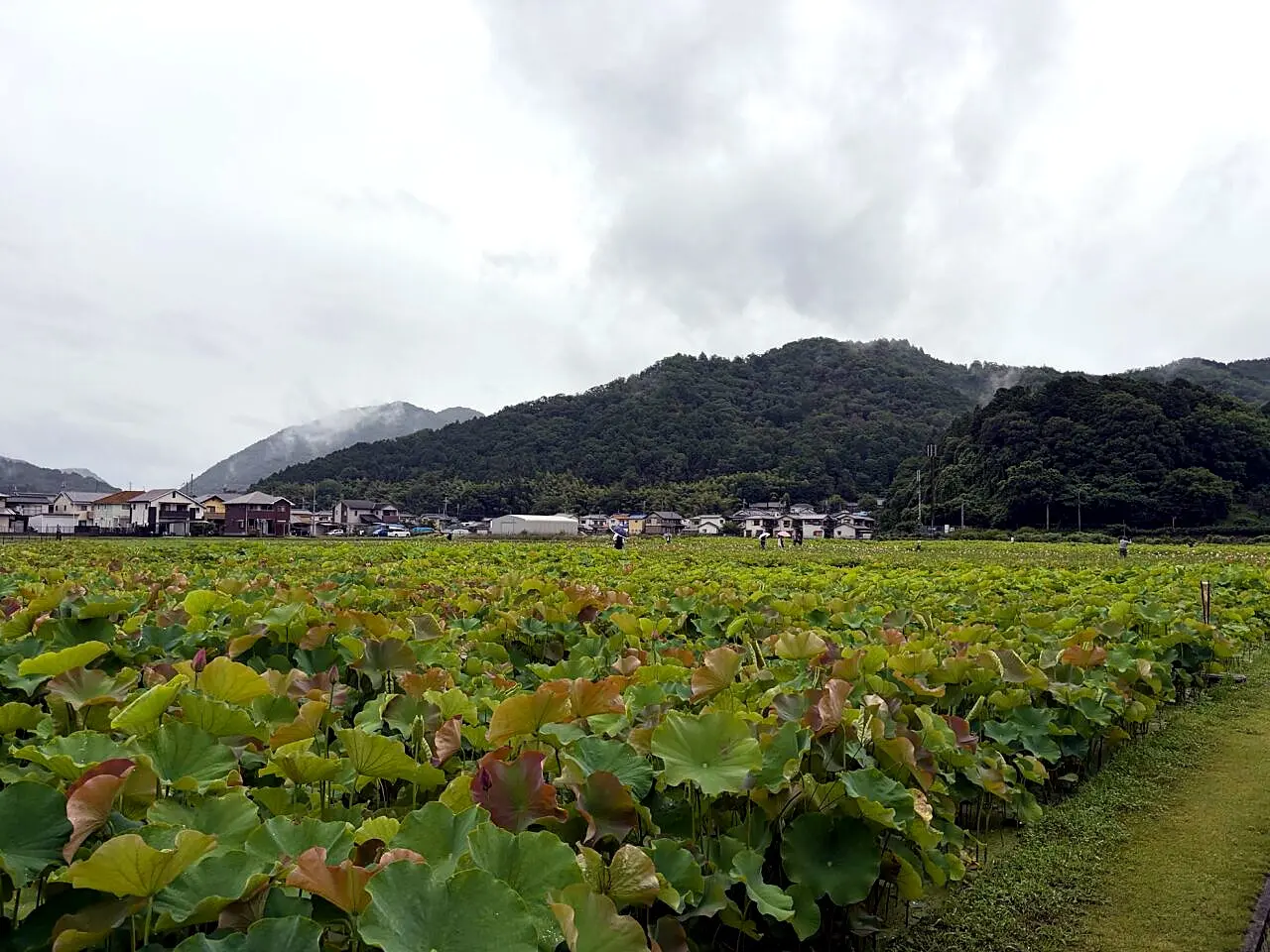 ゆめさき蓮の花苑の蓮池全景
