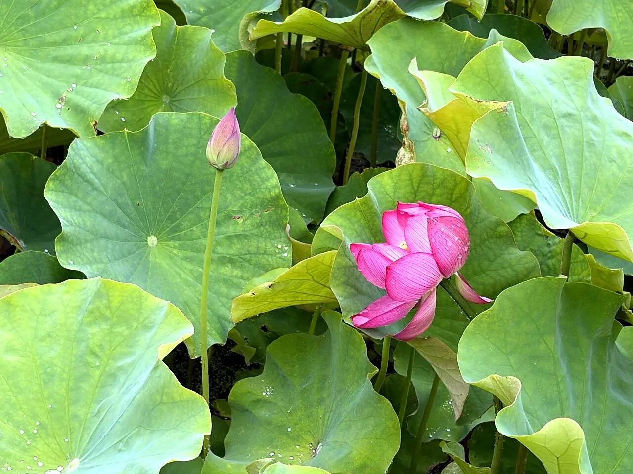 蓮の葉と開き始めの花