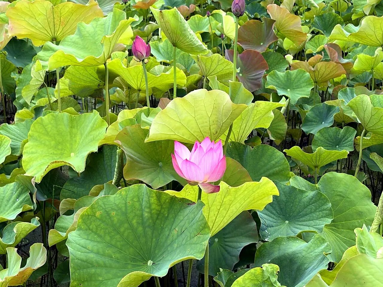 蓮の花とつぼみ