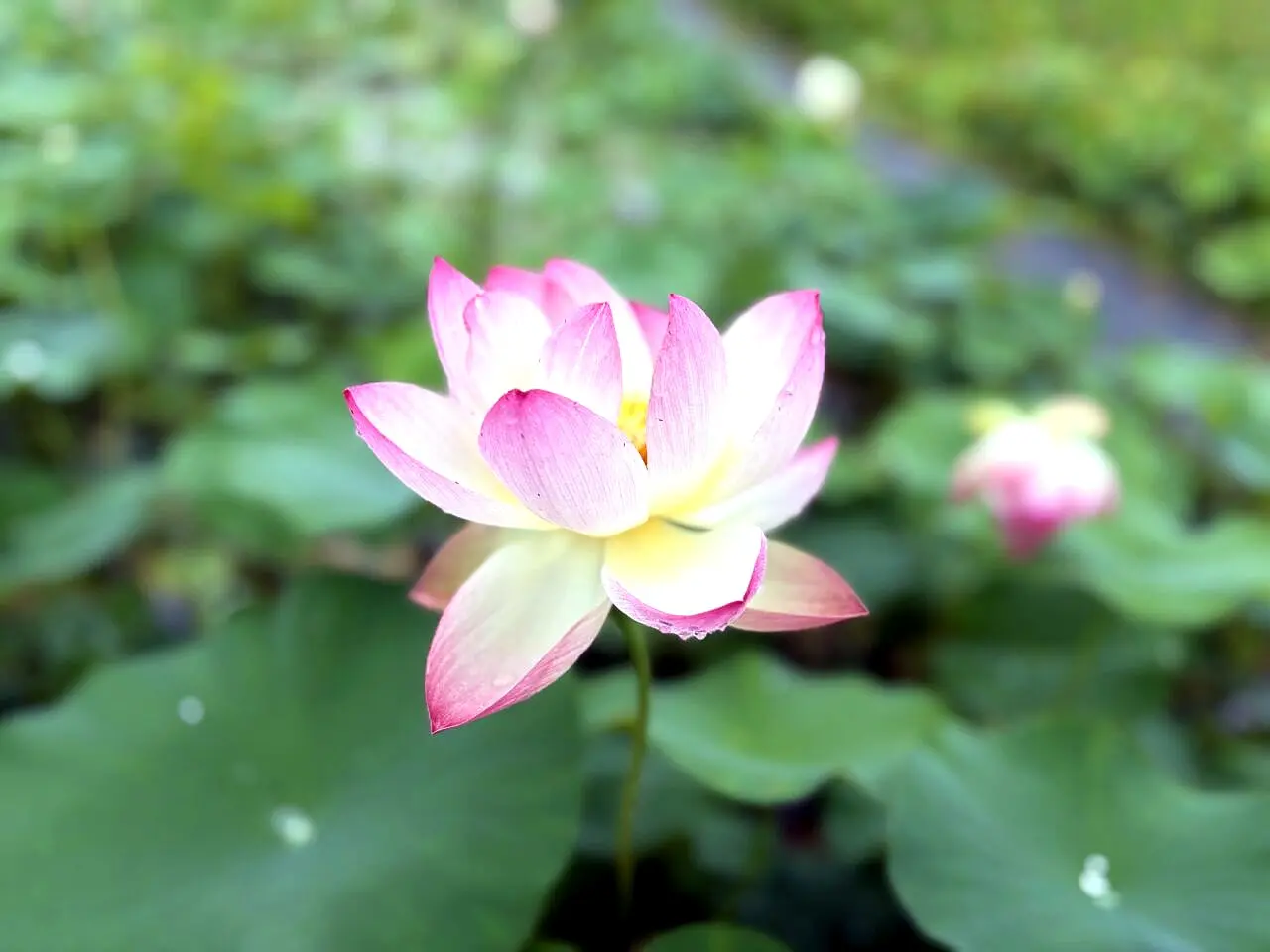 淡い色の蓮の花