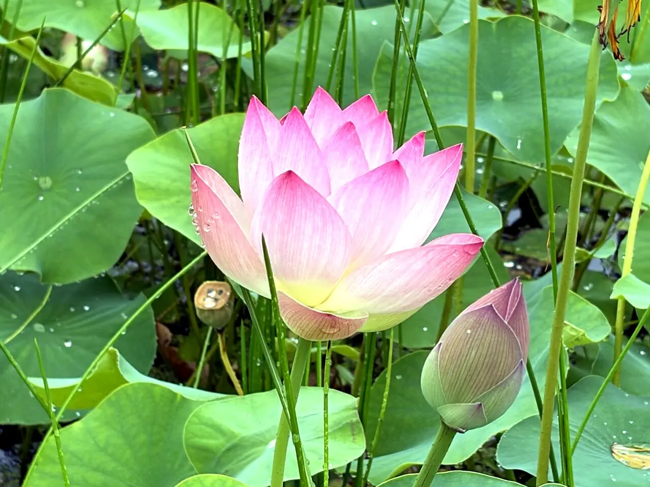 雨粒の残る開花した蓮