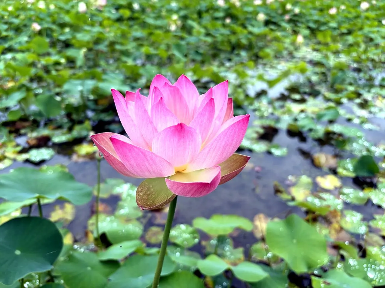 蓮池を背景にした開花した蓮