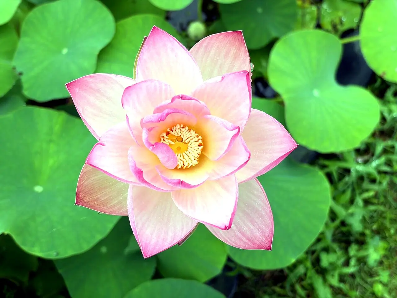 上から見た開花した蓮