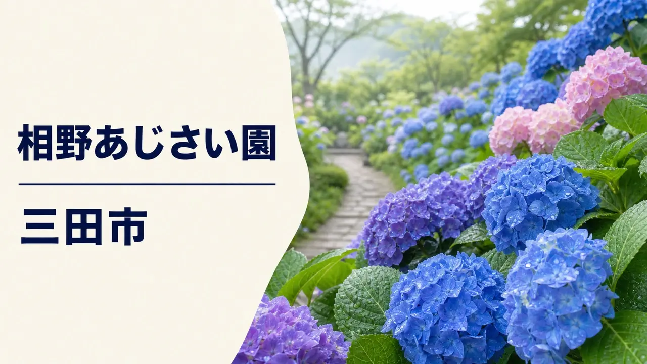 相野あじさい園の紫陽花を表現したアイキャッチ