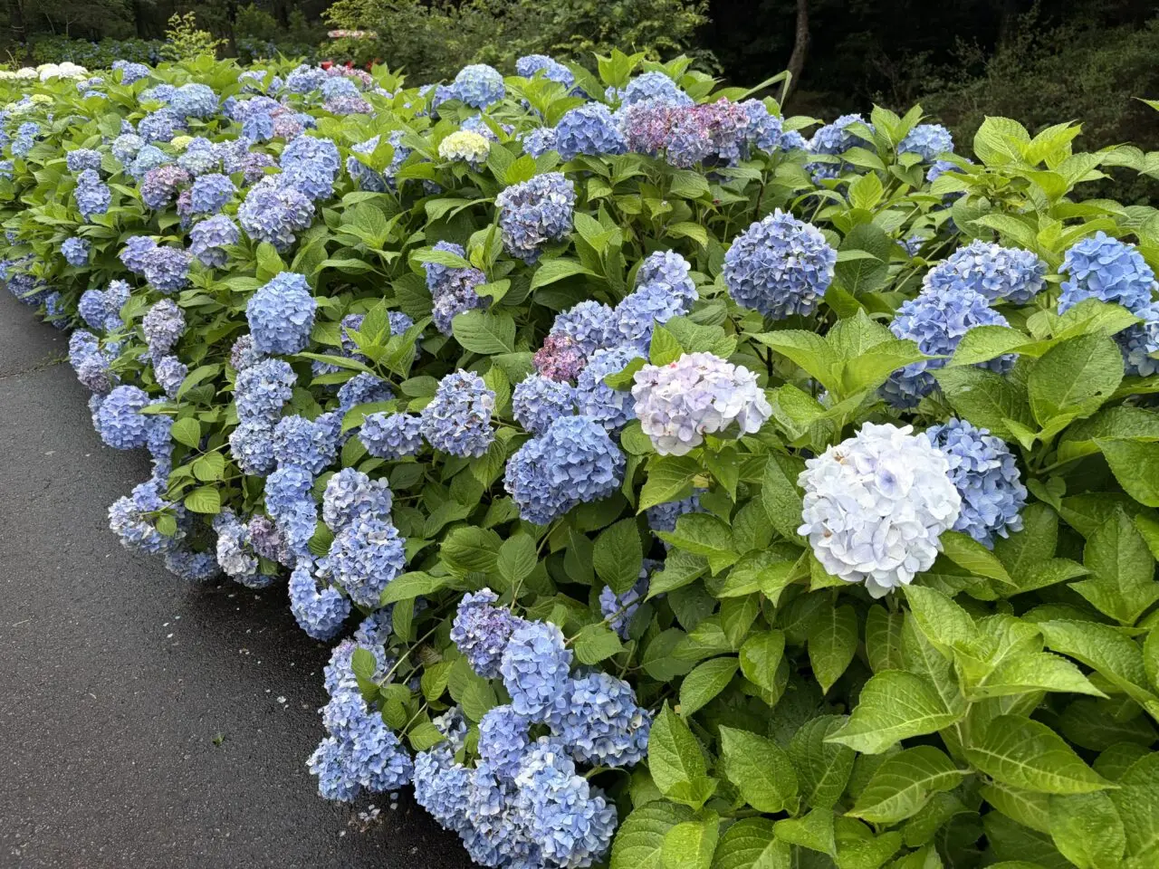 園路沿いに続く青と白のあじさい