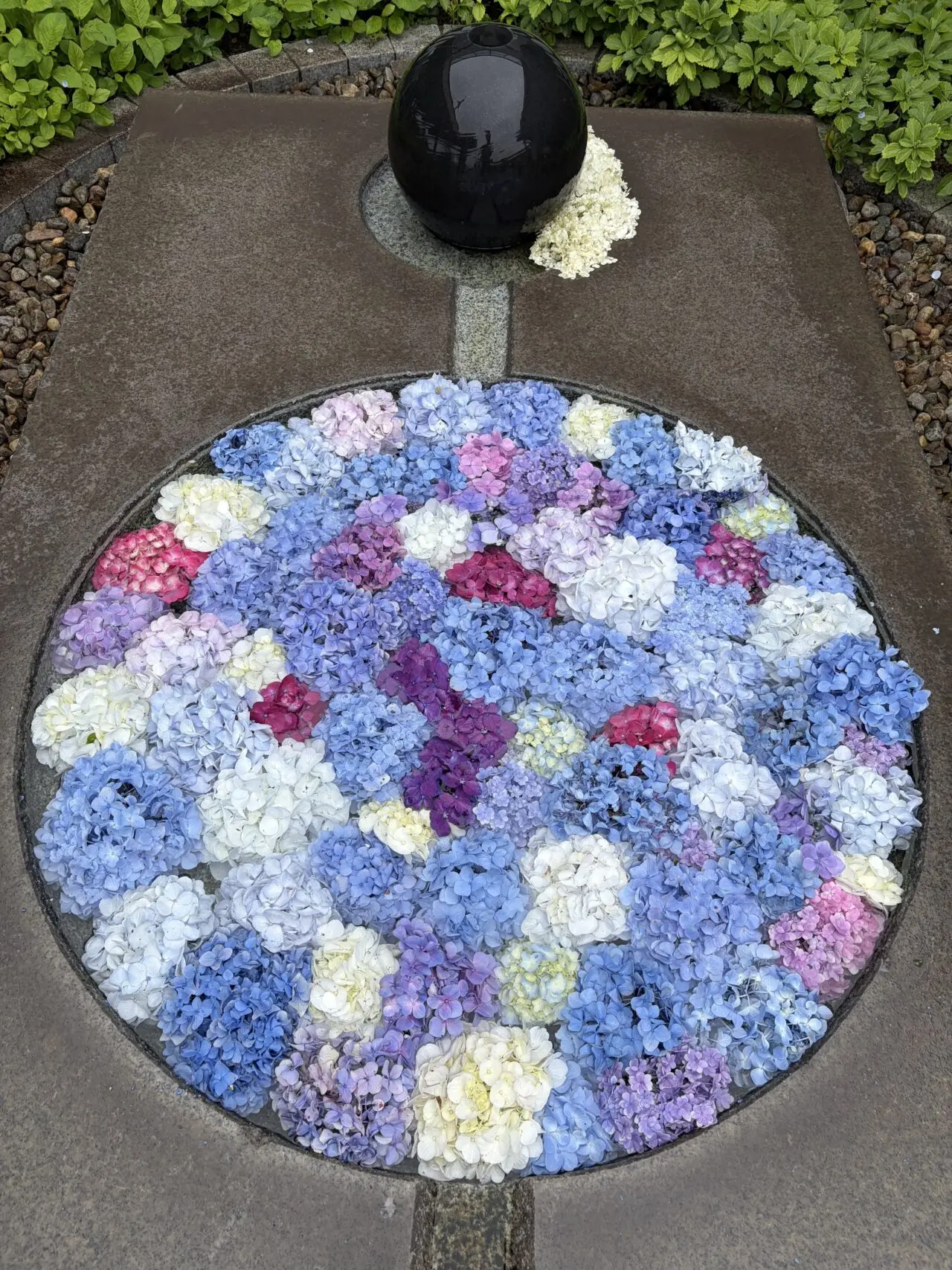 あじさいの花を円形に浮かべた園内装飾