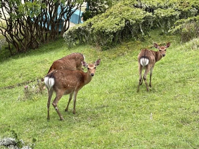 近くで見た鹿