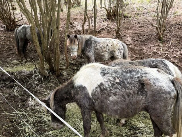 森の中にいるポニー・馬のエリア