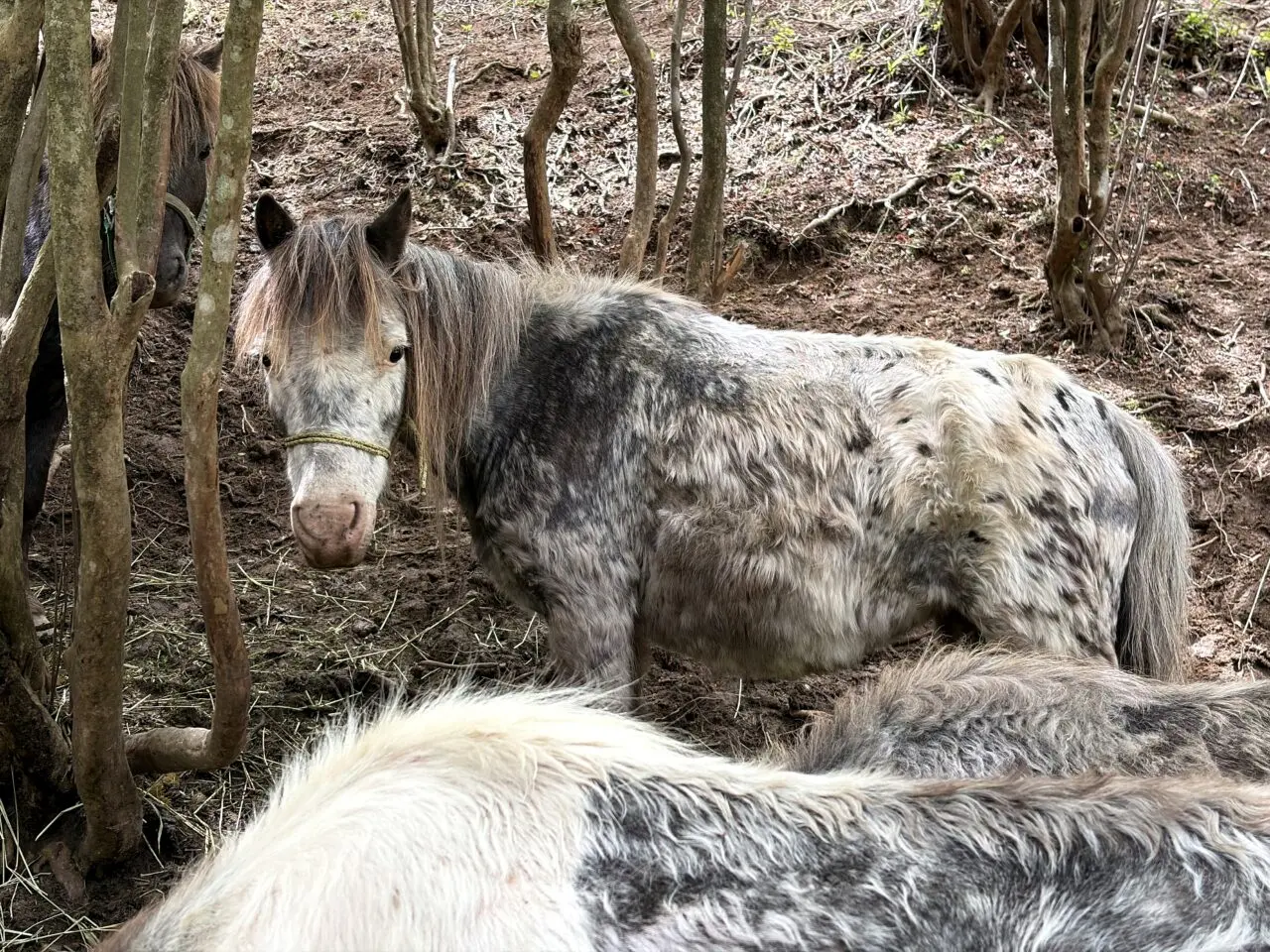 ポニー・馬を近くで見た写真