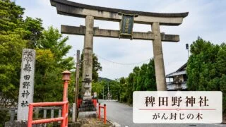 kameoka-hiedano-jinja-ganfuuji-tree アイキャッチ画像