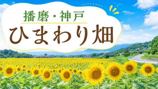 himawari アイキャッチ画像
