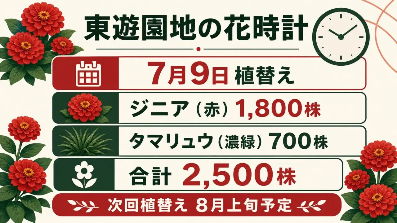 東遊園地の花時計。7月9日植替え、赤いジニア1800株、濃緑のタマリュウ700株、合計2500株、次回植替えは8月上旬予定