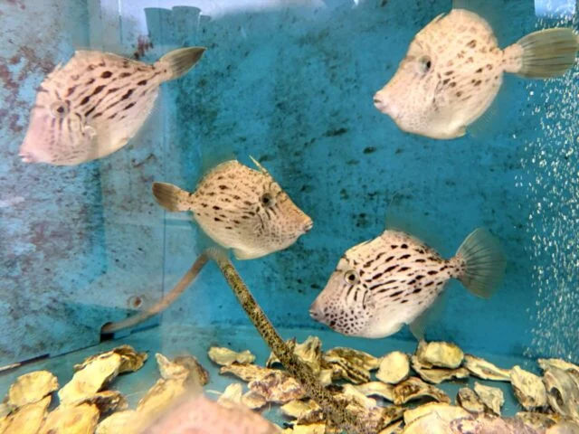 館内水槽を泳ぐ魚