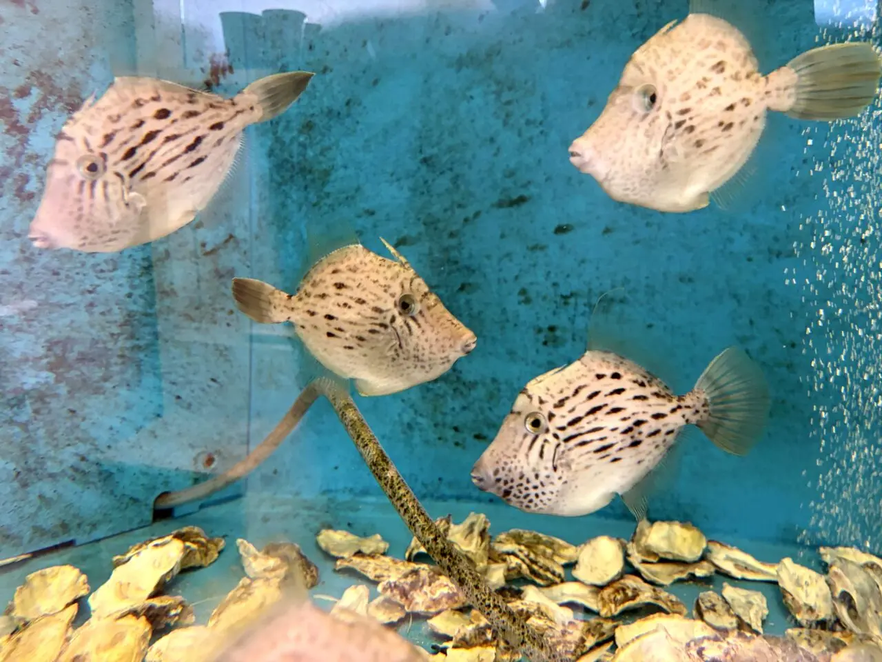 館内水槽を泳ぐ魚