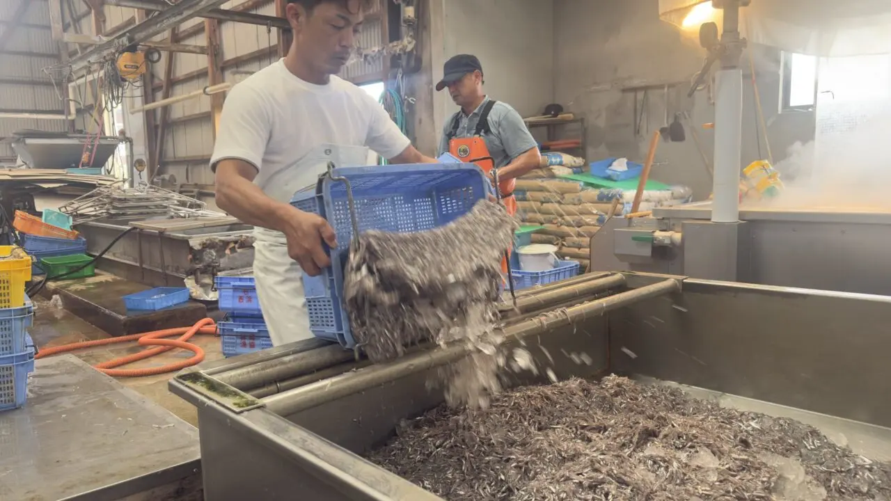 岩屋鮮魚のしらす親子体験のPR TIMES掲載写真。競り場見学の様子。